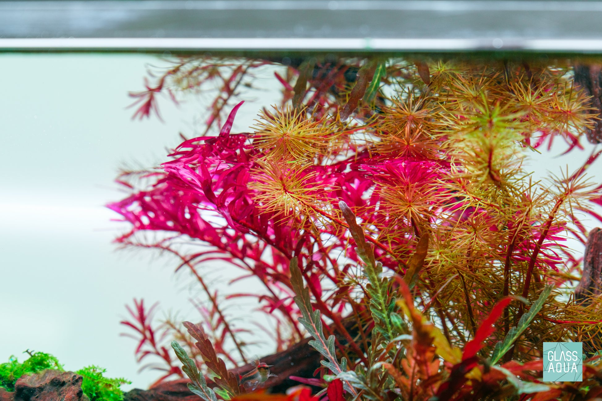 Rotala Wallichii