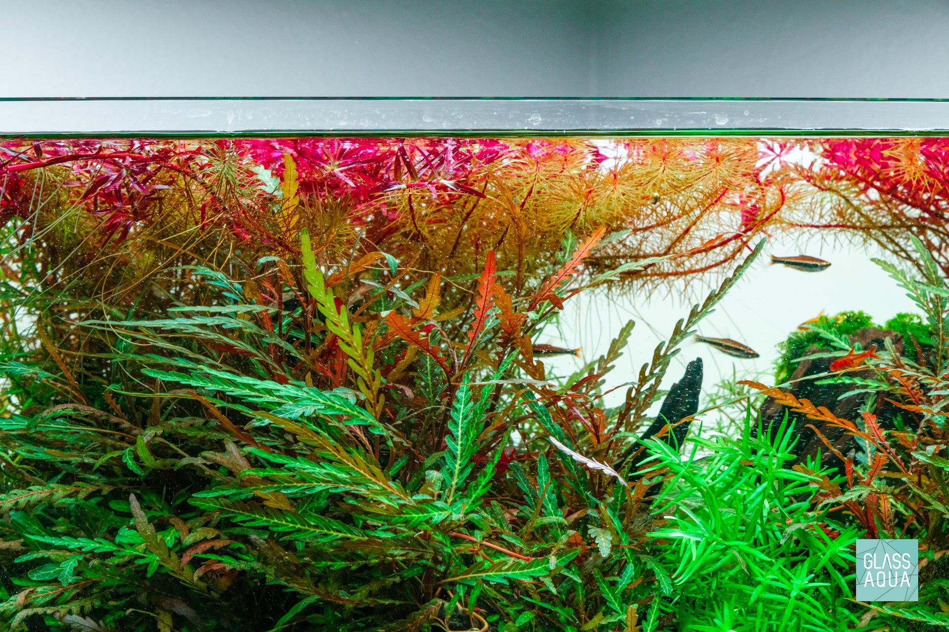 Aquario Neo C Plants Aquarium Liquid Water Conditioner Dechlorinator