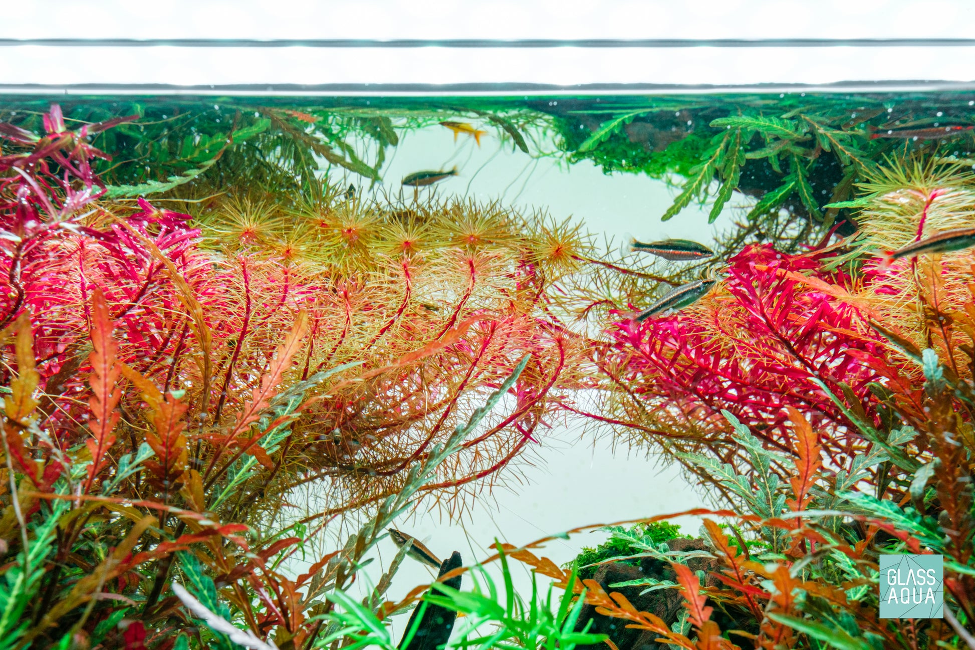 Rotala Wallichii