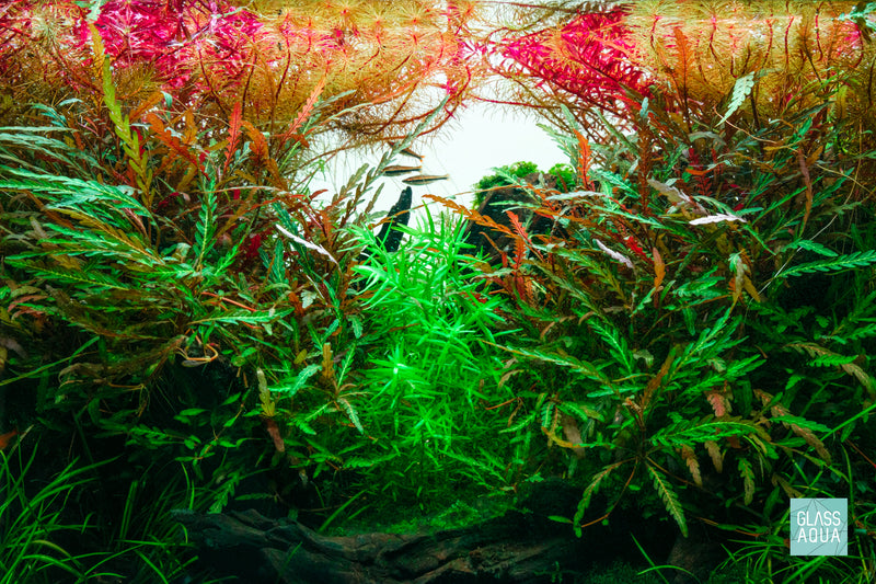 Healthy, colorful aquatic plants in planted aquarium