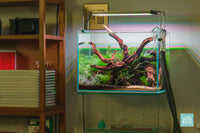 ADA Mini M Planted Nano Tank Nature Aquarium Style