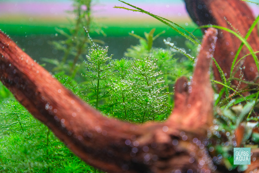 ADA Mini M Planted Nano Tank Nature Aquarium Style