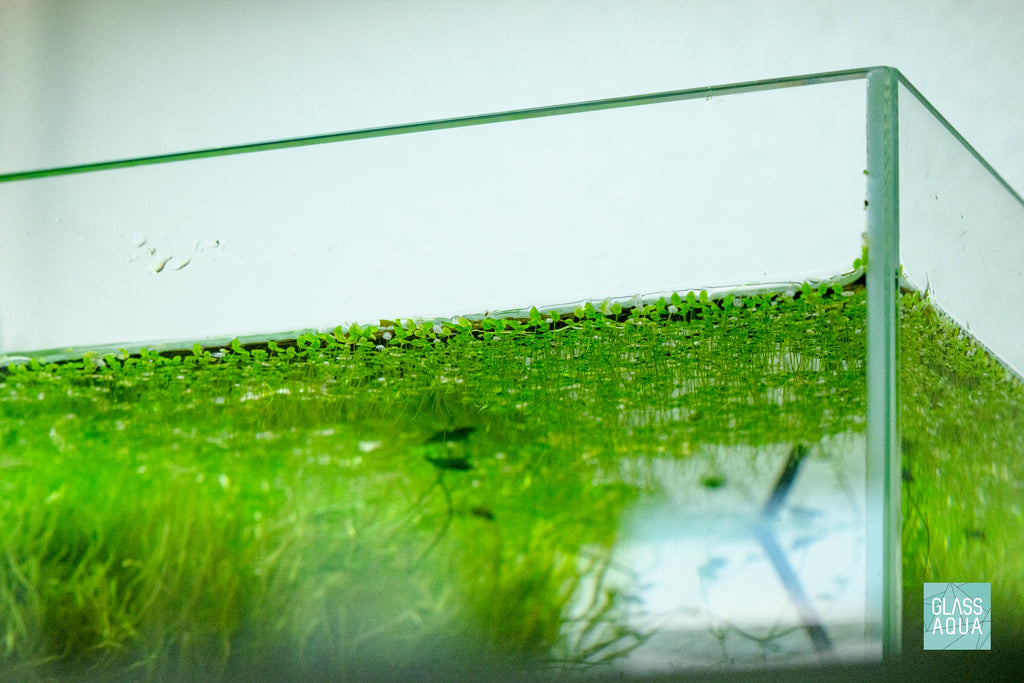 Duckweed (Lemna Minor)