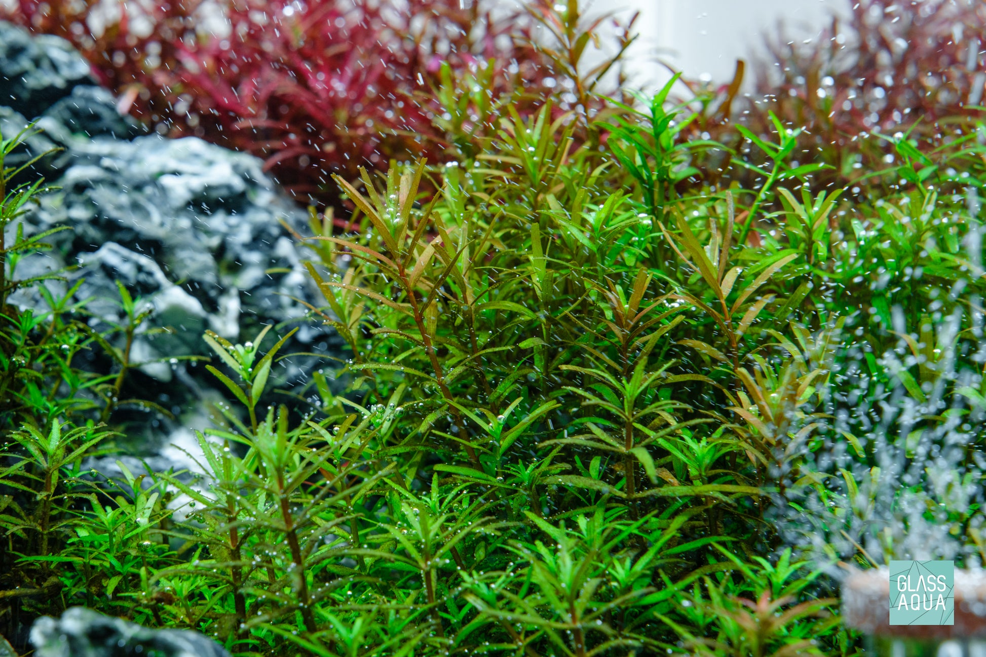 Shop Rotala Rotundifolia Aquarium Stem Plants - Glass Aqua