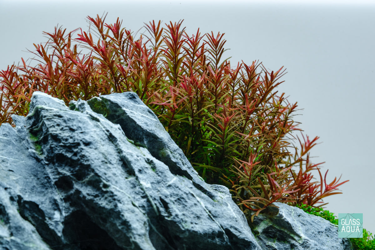 Rotala H'ra Aquarium Stem Plant