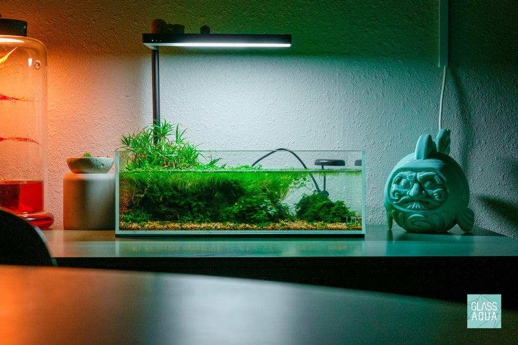 Cryptocoryne Parva
