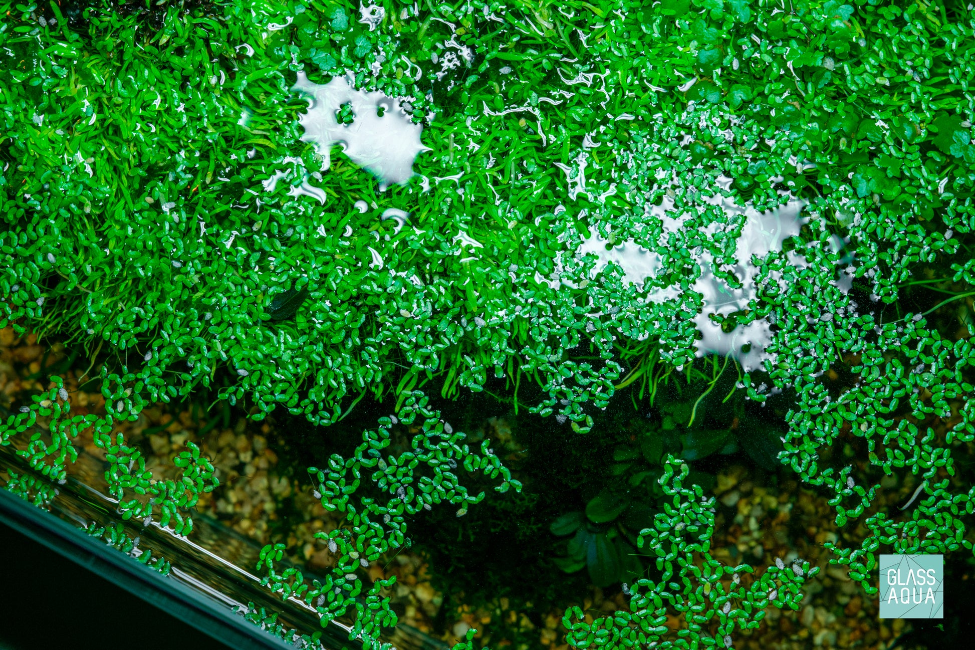 Duckweed (Lemna Minor)