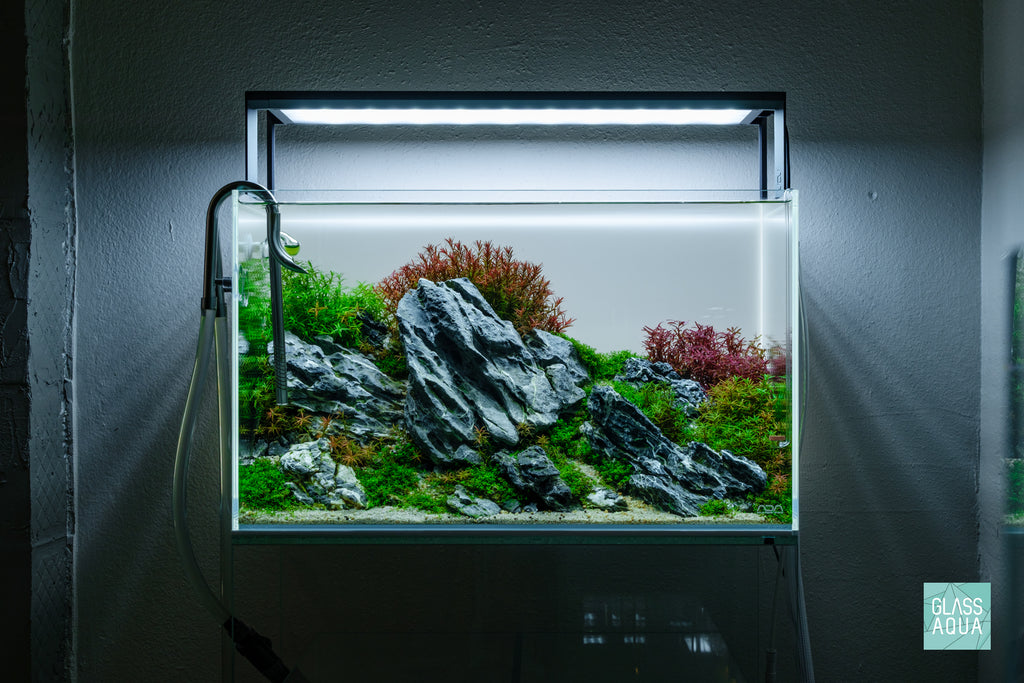 Shop Rotala Rotundifolia Aquarium Stem Plants - Glass Aqua