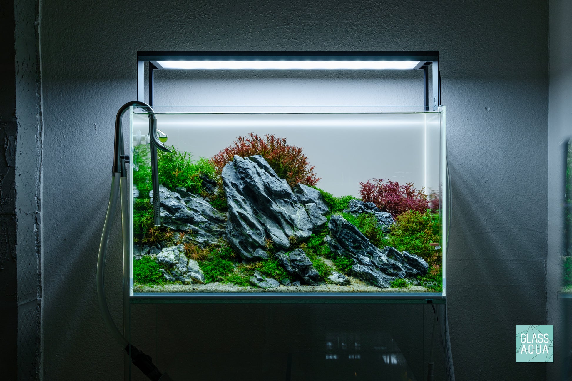 Shop Rotala Rotundifolia Aquarium Stem Plants - Glass Aqua