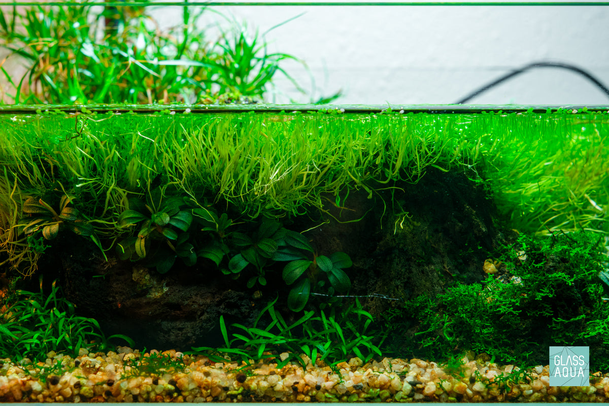 Cryptocoryne Parva