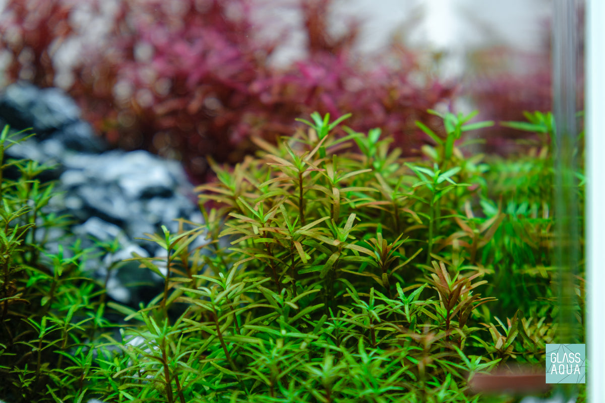 Shop Rotala Rotundifolia Aquarium Stem Plants - Glass Aqua
