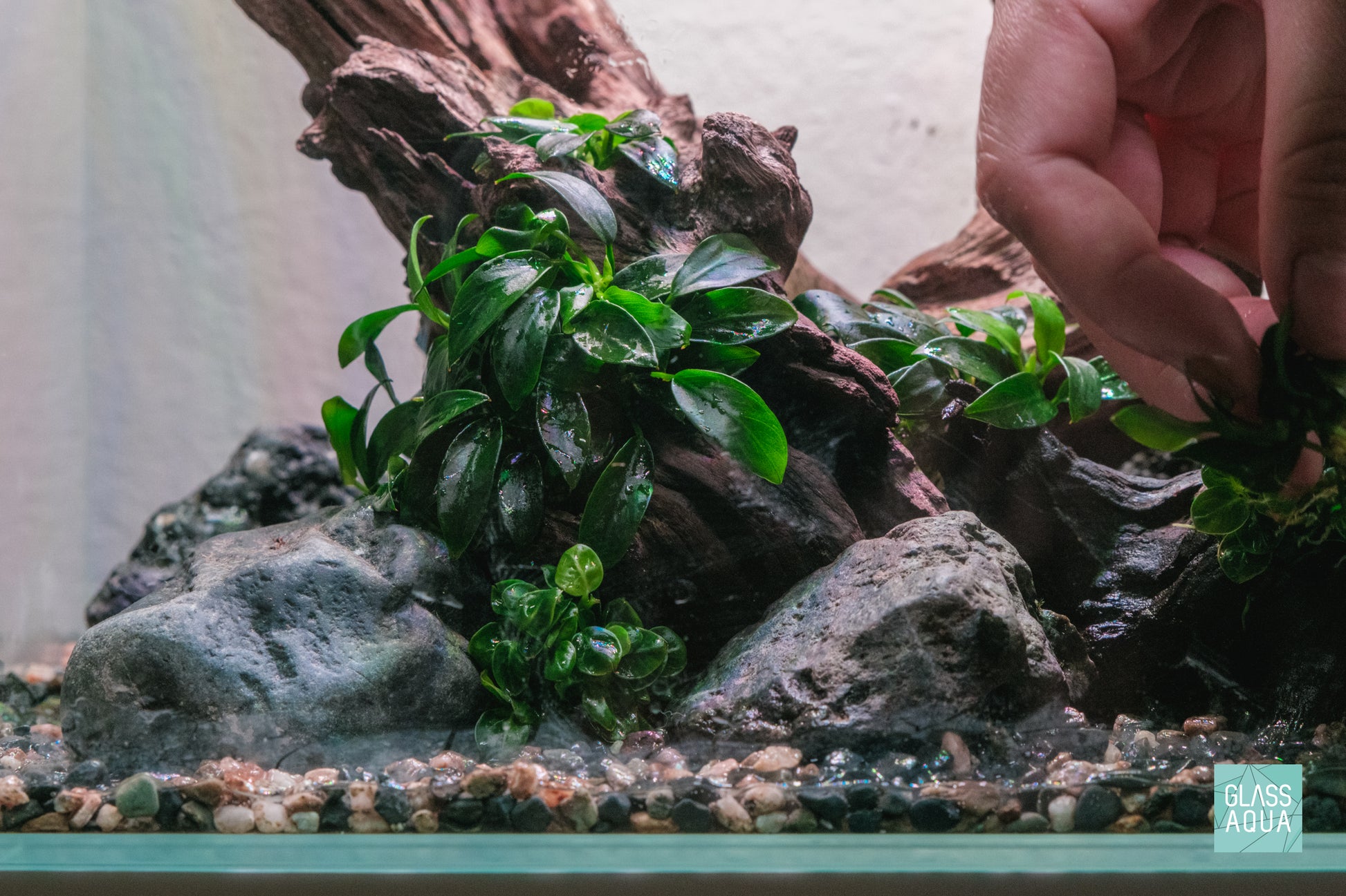 Anubias Stardust Mini
