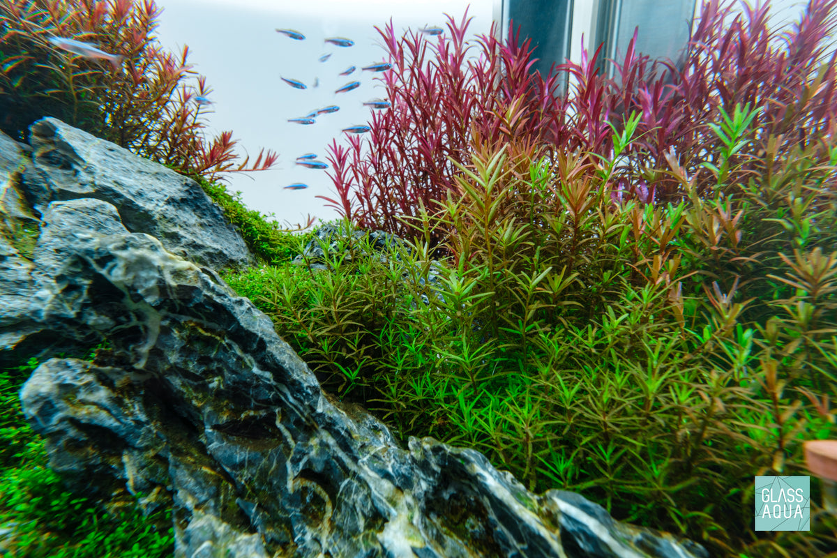 Tidal 17 gallon Iwagumi aquascape by Glass Aqua with colorful aquarium stem plants and Seiryu Stone