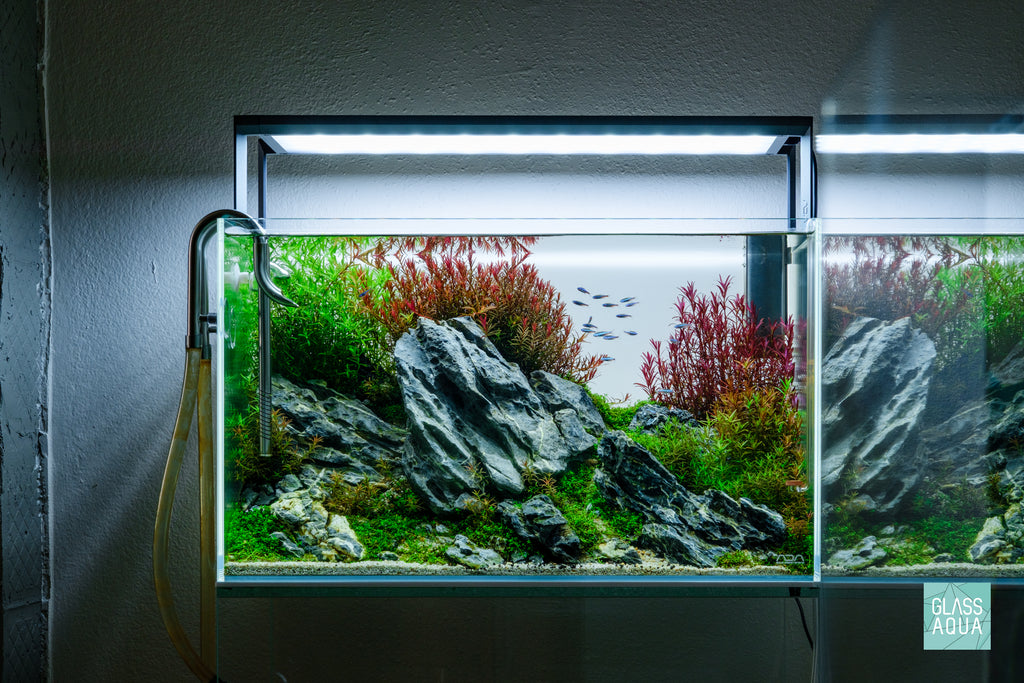 Rotala H'ra Aquarium Stem Plant