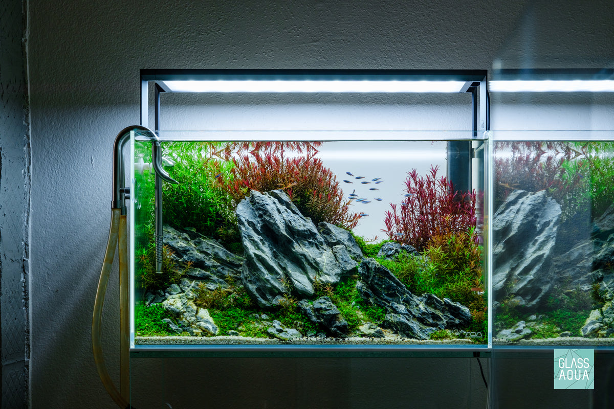 Rotala H'ra Aquarium Stem Plant
