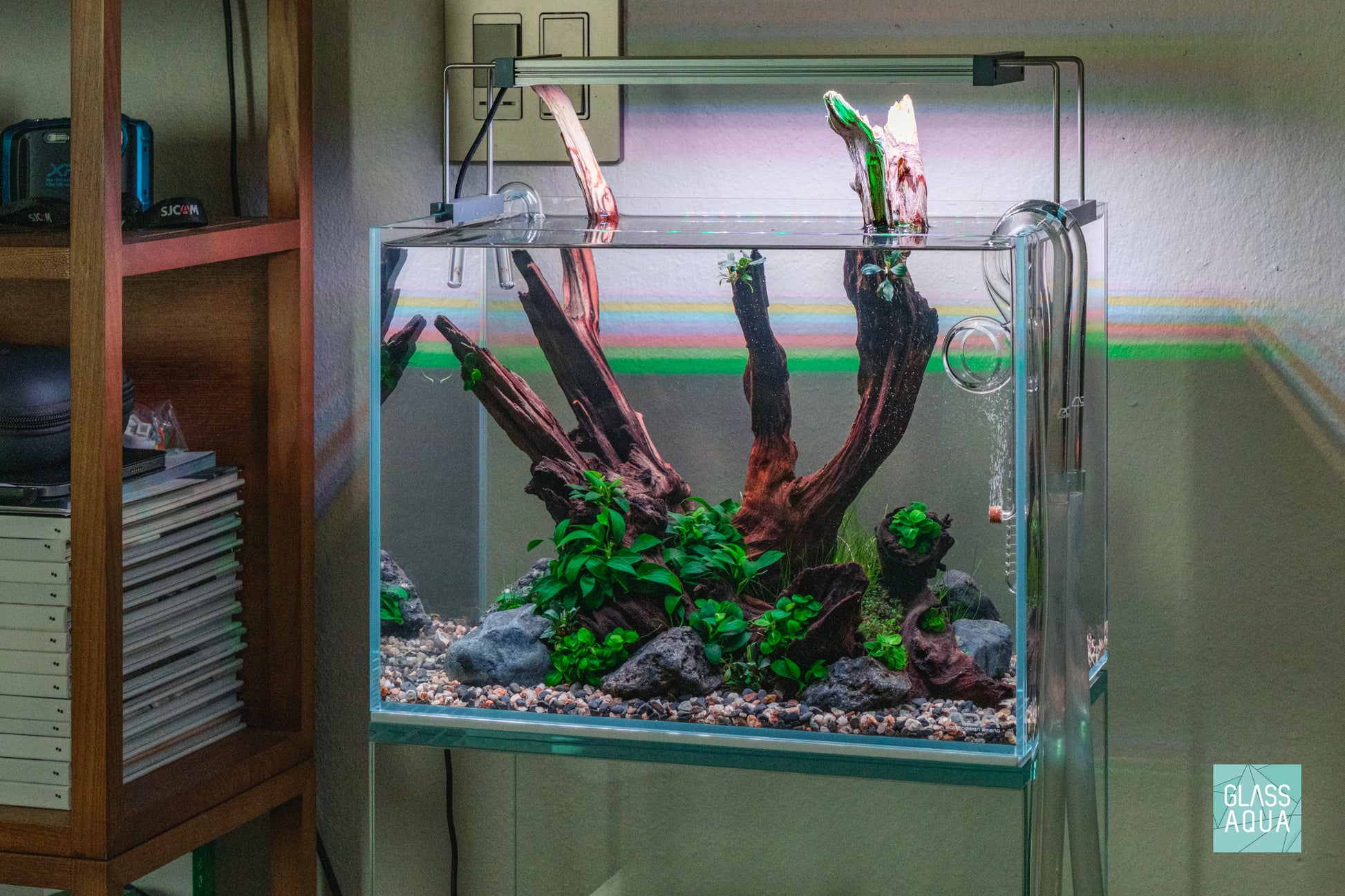 Anubias Stardust Mini