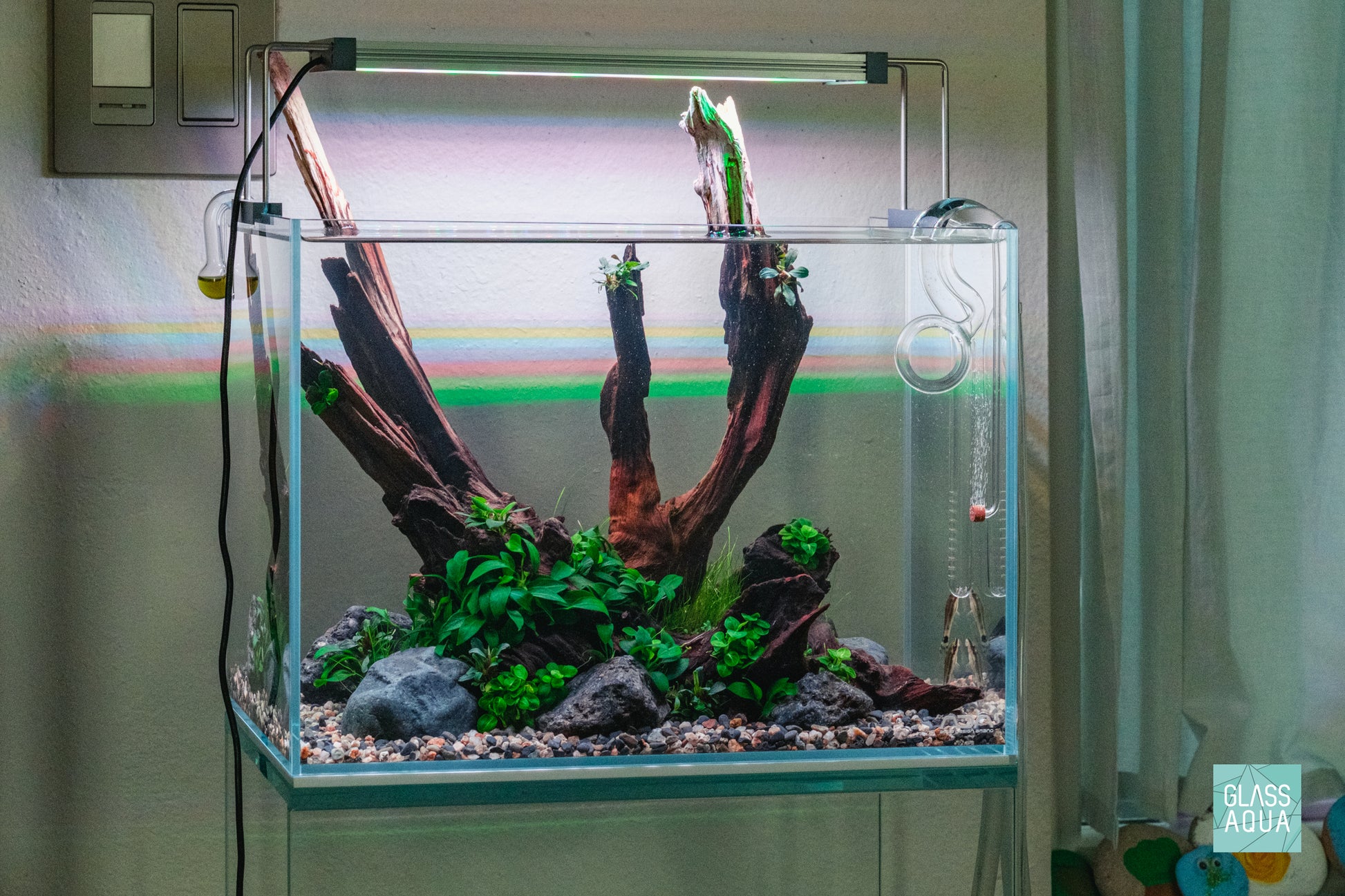 Anubias Stardust Mini