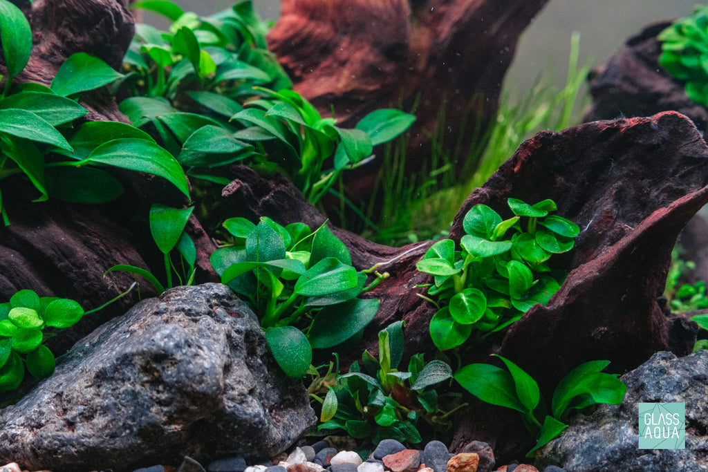 Anubias Stardust Mini