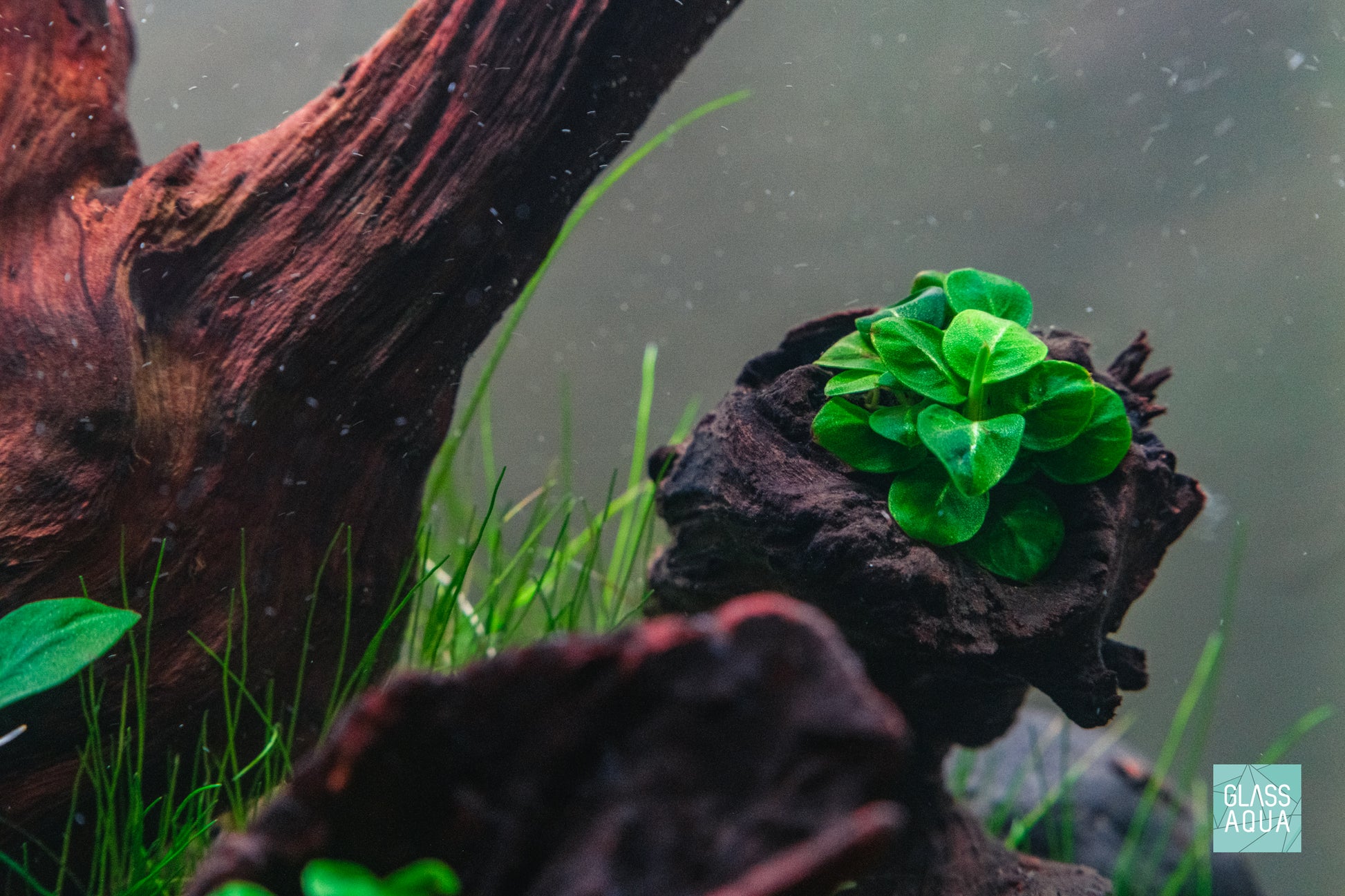 Anubias Stardust Mini