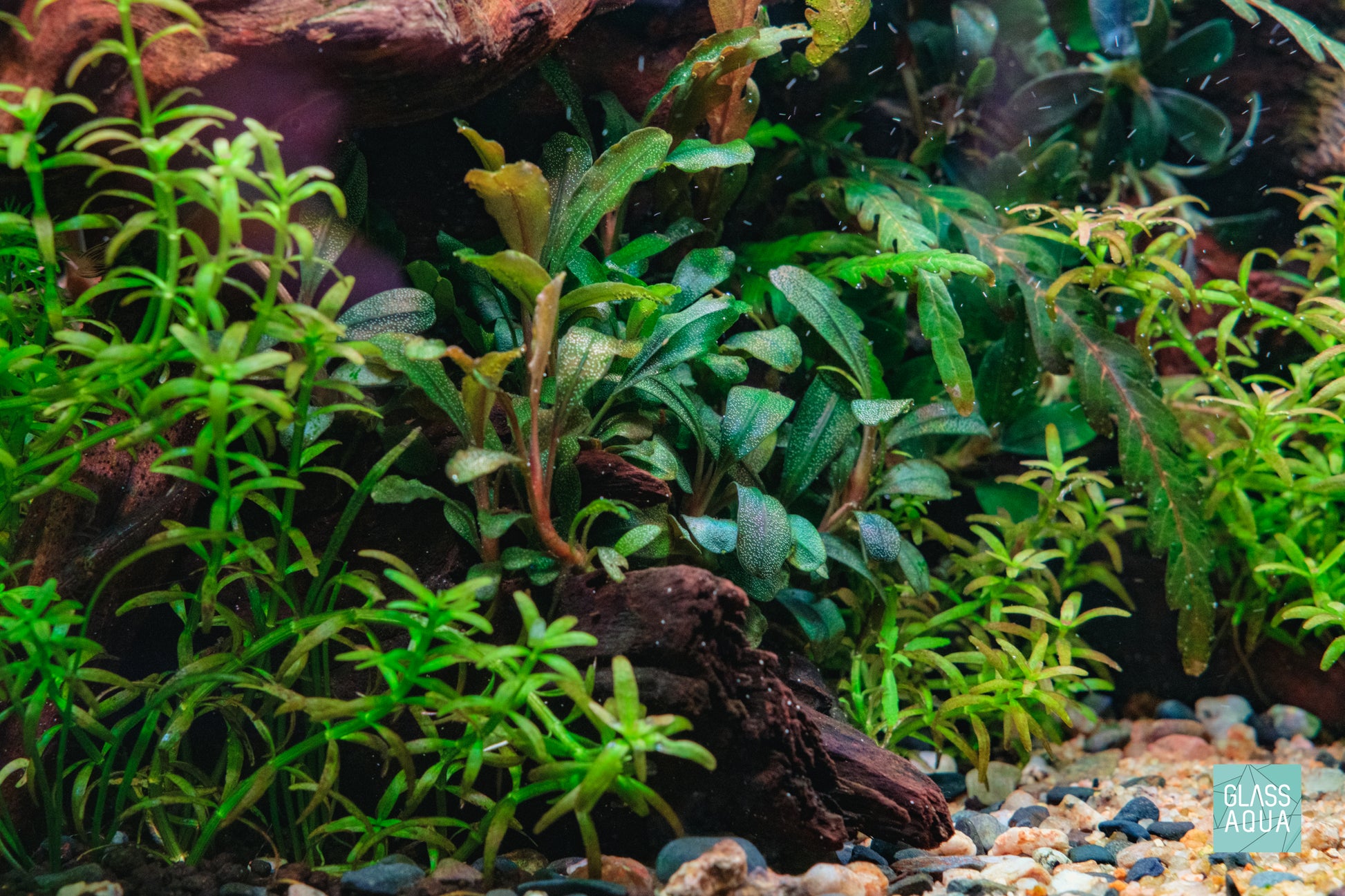 Assorted Bucephalandra Bundle