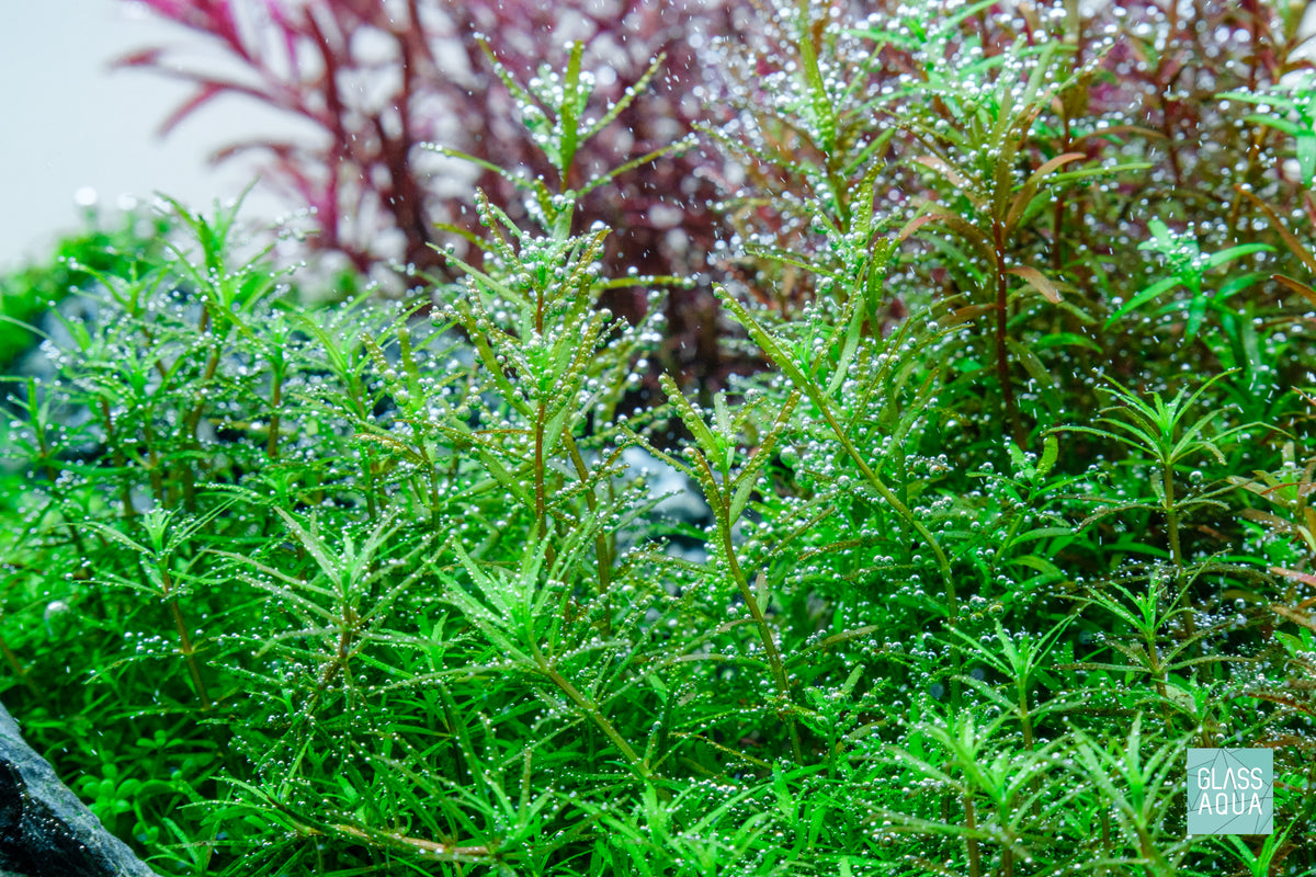 Live aquarium stem plants pearling with CO2 injection in planted tank