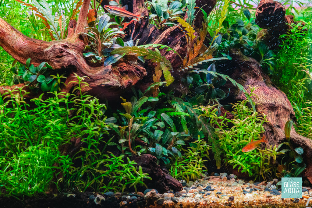 Aquario Normal Special Acrylic CO2 Diffuser for Planted Aquarium Tank