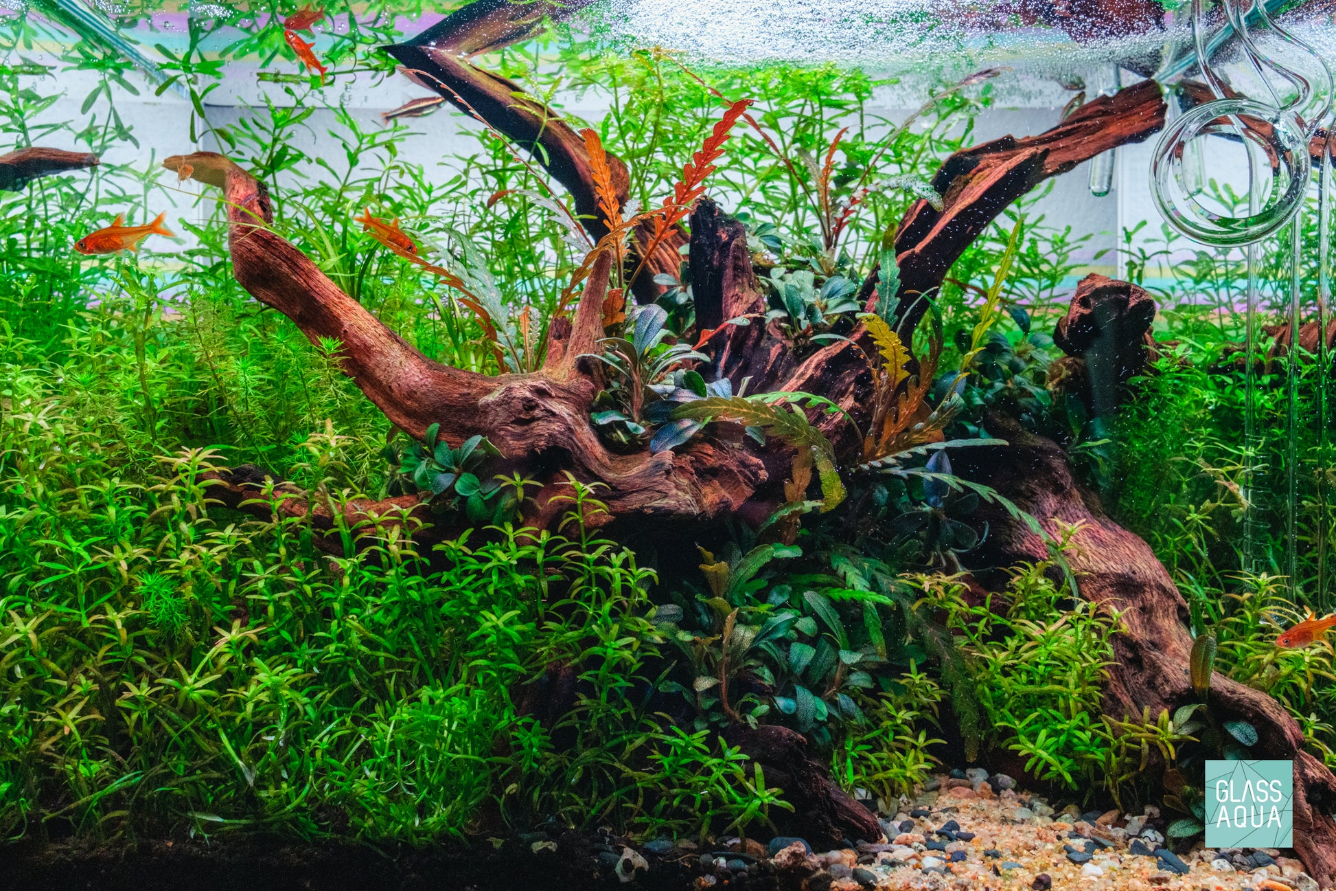 Assorted Bucephalandra Bundle