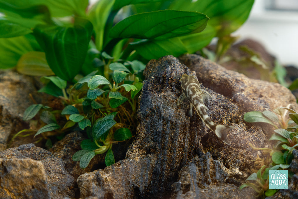 Black Ridge Aquarium Hardscape Rock and Stone