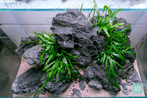 Ultum Nature Systems UNS 45U Chameleon Stone Planted Aquarium