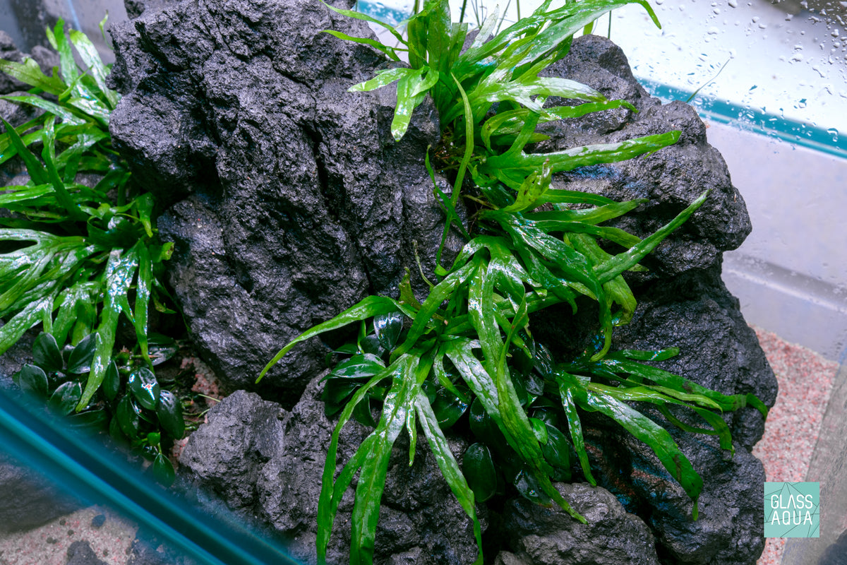 Ultum Nature Systems UNS 45U Chameleon Stone Planted Aquarium