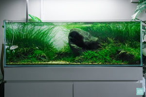 Build Your Own Iwagumi Aquascape - Starter Kit - Glass Aqua