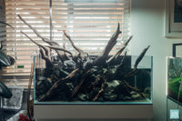 Rainforest Mist - Ultum Nature Systems 75S shallow planted aquarium filled