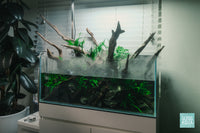 Rainforest Mist - Ultum Nature Systems 75S shallow planted aquarium