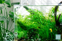Live aquarium plants in UNS 45U by Glass Aqua