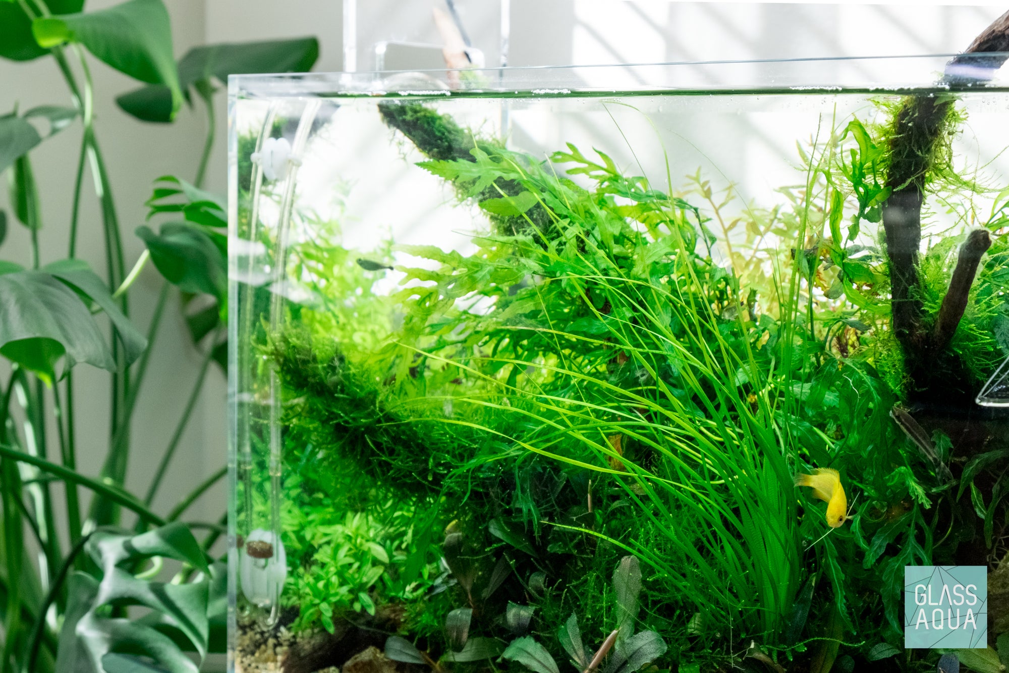 Live aquarium plants in UNS 45U by Glass Aqua