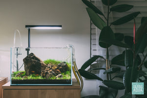 Small UNS 5N nano planted tank by Glass Aqua