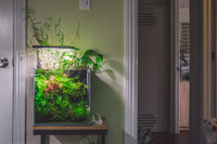 River Pass - Low light aquascape in UNS 30A All In One rimless aquarium by Glass Aqua