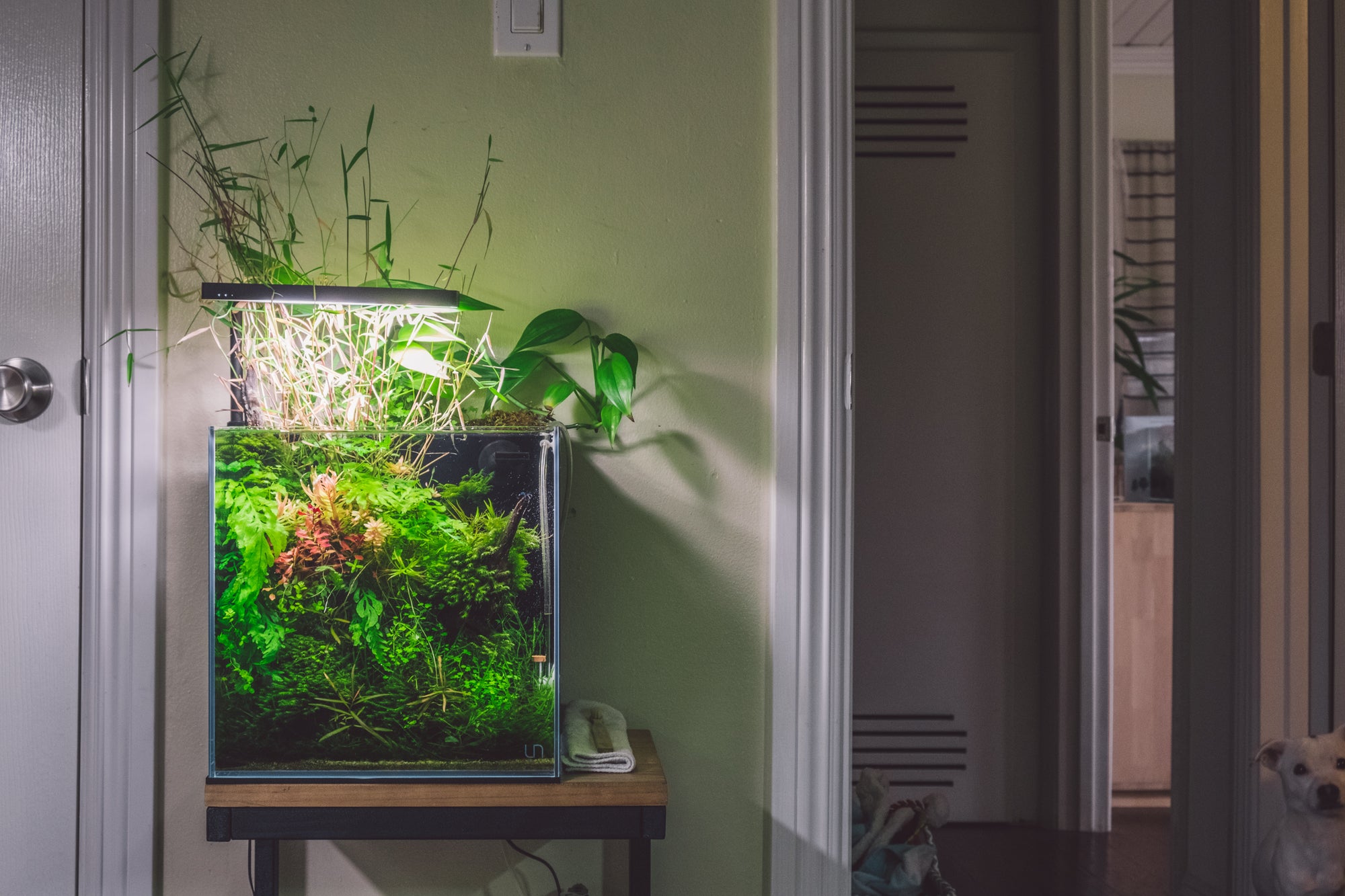 River Pass - Low light aquascape in UNS 30A All In One rimless aquarium by Glass Aqua