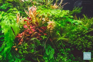 A beautiful golden aquarium plant with pink stems and moderate care.