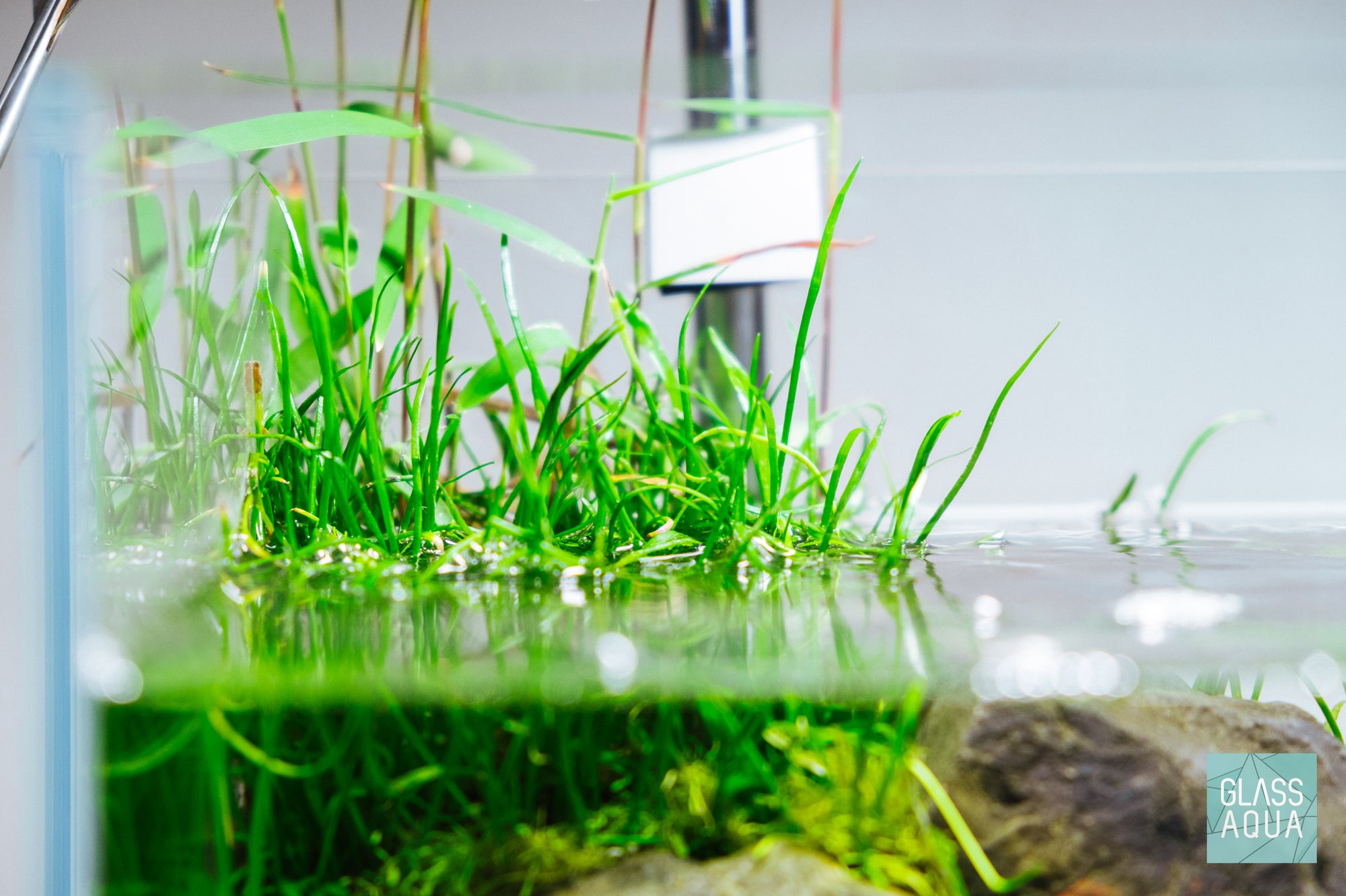 Nano Planted Tank with Emersed Aquatic Plants