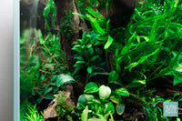 Build Your Own Easy Plant Pack - Glass Aqua