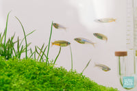 Live Medaka Rice Fish Swimming in Nano Planted Tank