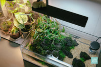 Shallow rimless planted tank with easy aquarium plants