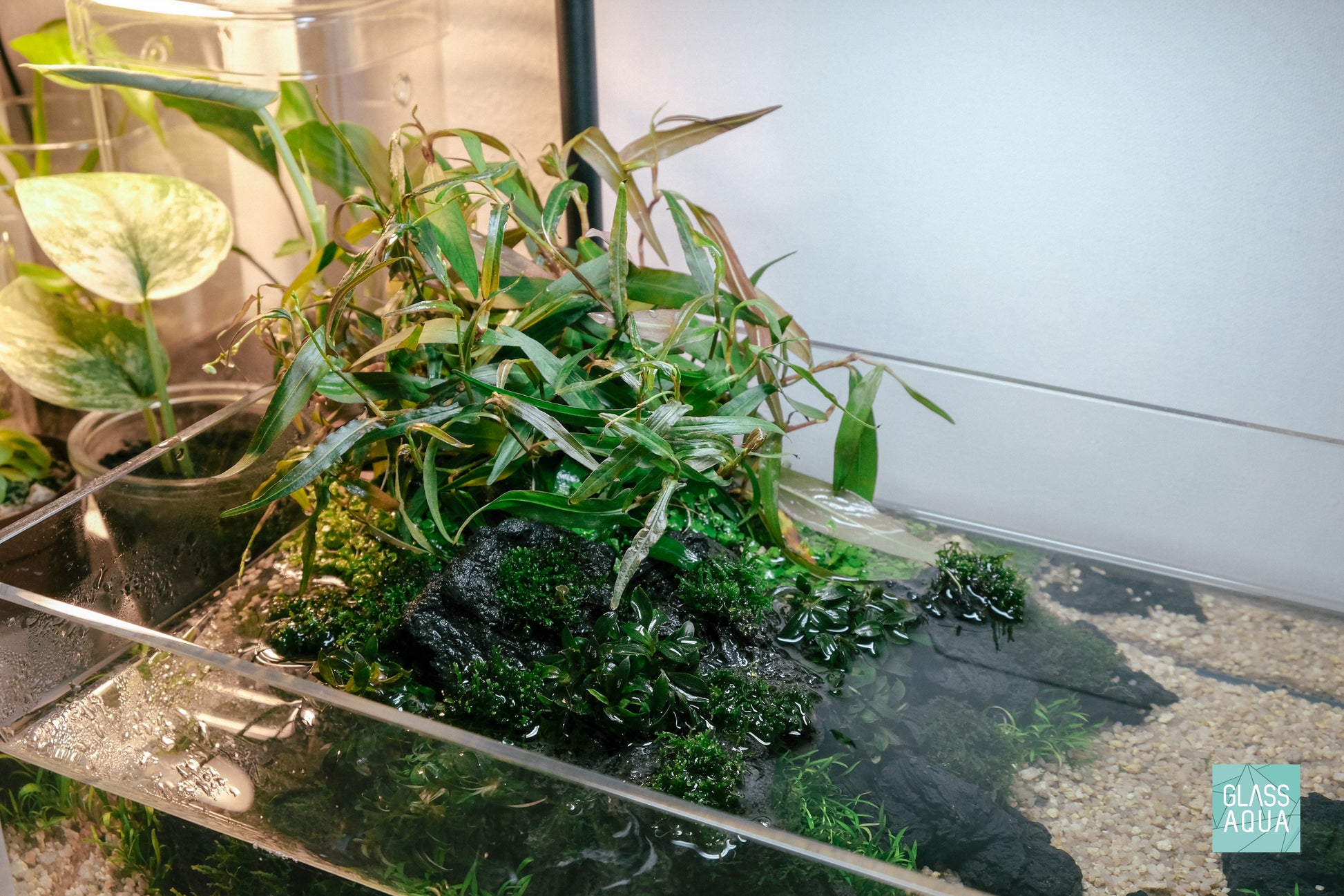 Marginal aquarium plants and mini pellia on lava rock in the Ultum Nature System 5S shallow rimless glass aquarium