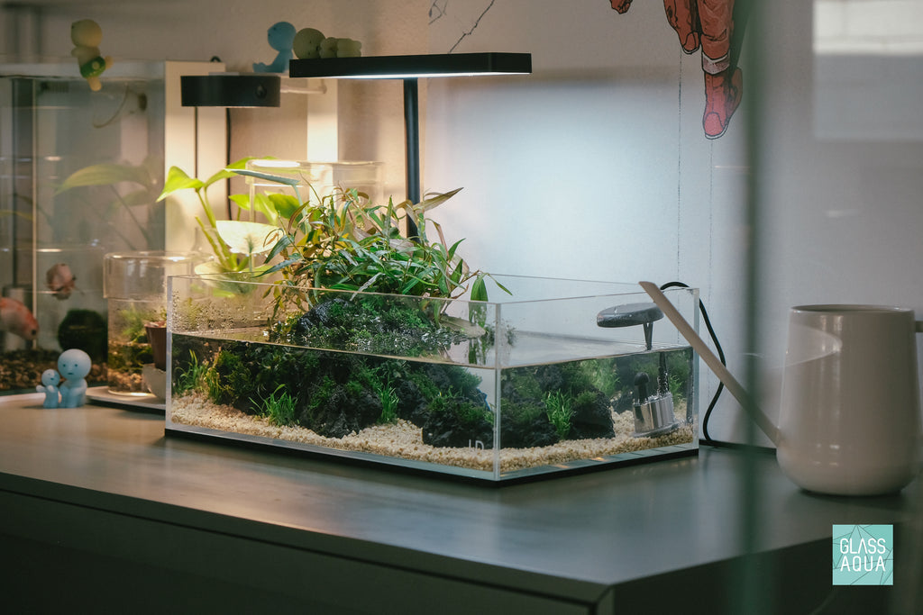 Minimal planted shallow fish tank with low light aquarium plants