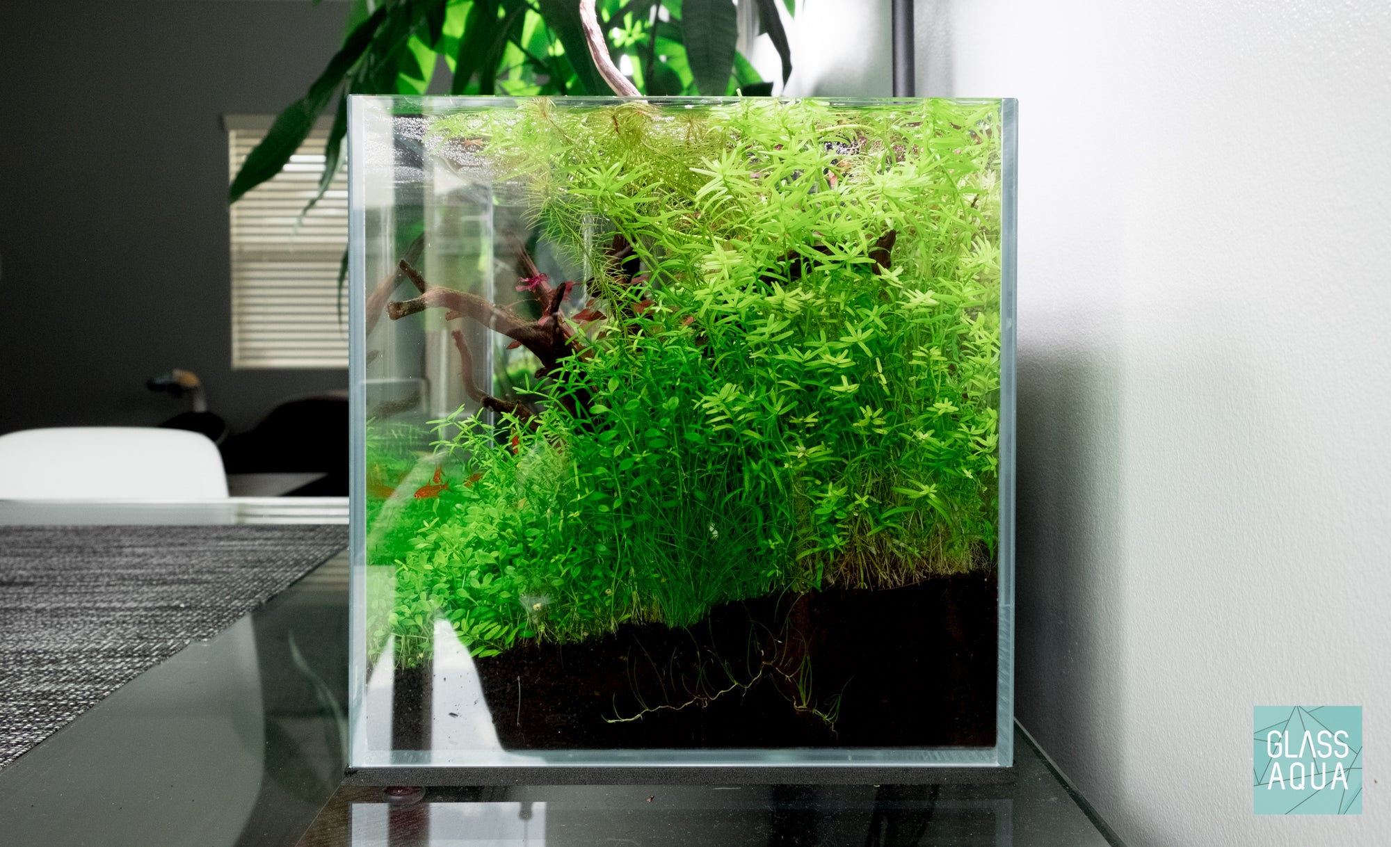 Live aquarium stem plants in planted tank - Build your own nano tank - Glass Aqua