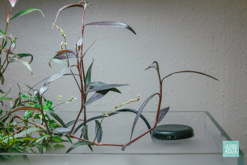 Persicaria Hydropiper - Glass Aqua