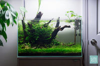 Low light aquascape in the UNS 60U rimless tank - Glass Aqua