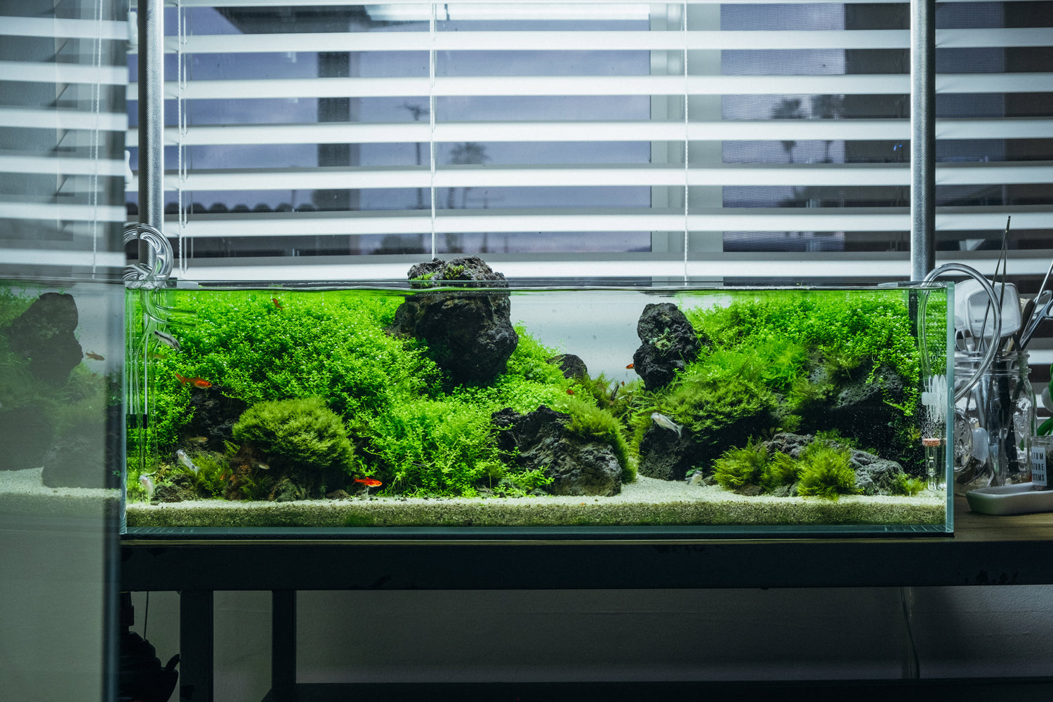 Ultum Nature Systems UNS 75S Shallow Rimless Glass Aquarium Tank Paludarium Aquascape