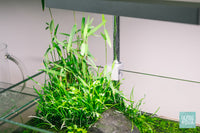 Aquatic Plants Growing Emersed in UNS 5N 4.6 Gallon Nano Tank